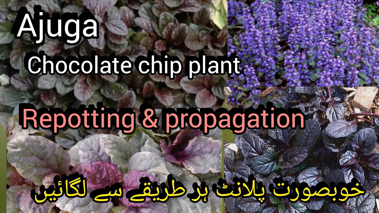 Ajuga chocolate chip plant repotting & propagation / bugleweed care//Bloom with SI 