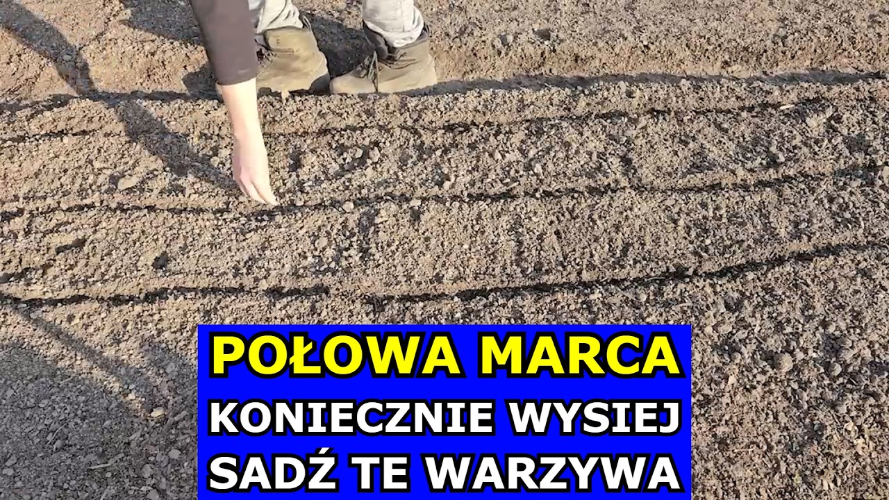 Wysiej w Połowie Marca te Warzywa. Ważny Czas. Co siać sadzić w Marcu. Kiedy siewy Pomidorów Marchwi