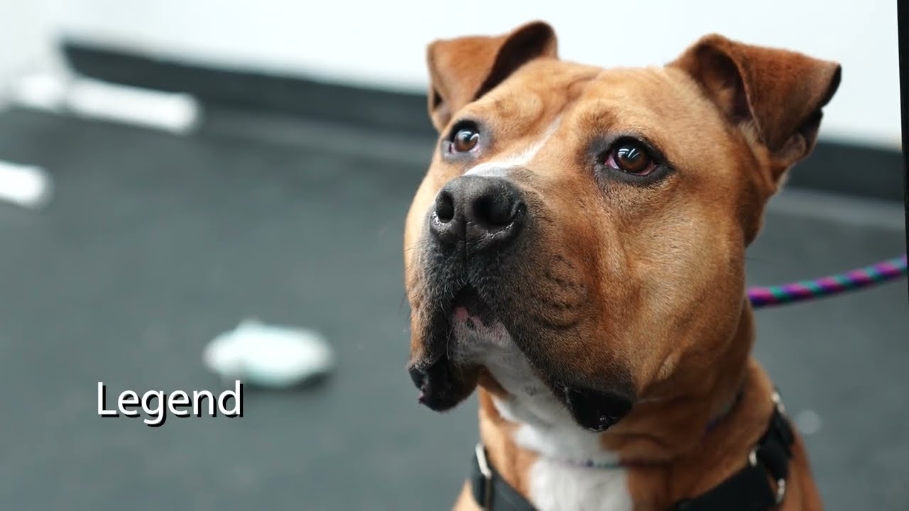 Years in the shelter, these dogs, cats still hoping for a forever home