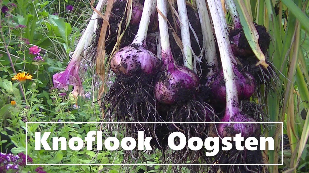 knoflook oogsten, SE3D78 2020, Eefje's eetbare stadstuintje
