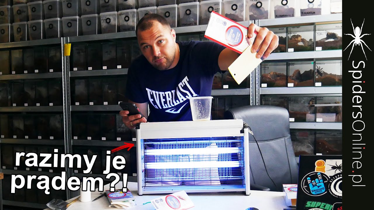 MUCHY na hodowli - jak sobie z nimi radzić od A do Z, lepy, pułapki itd. - spidersonline.pl