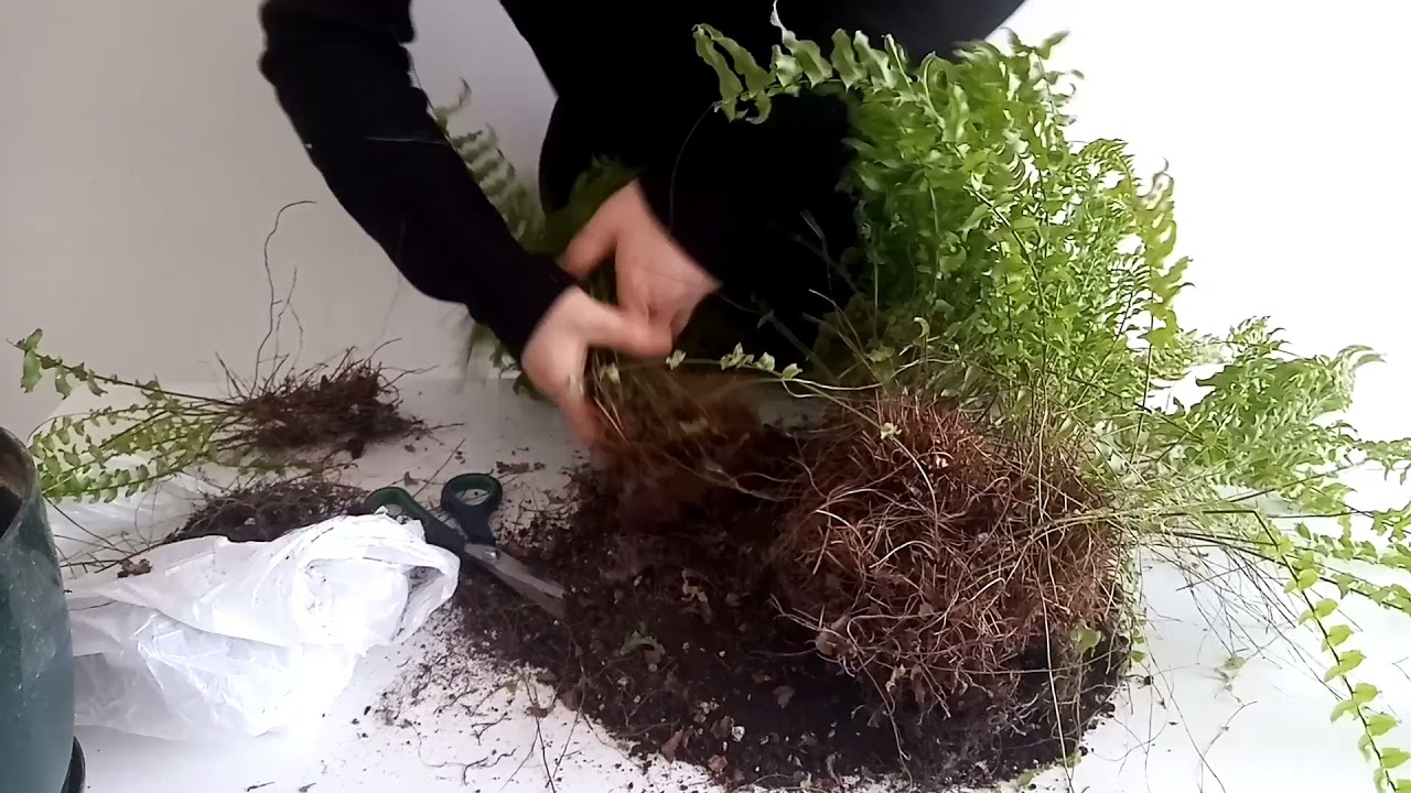 Nefrolepis (Nephrolepis exaltata)=aşk merdiveni istekleri bakımı saksı değişimi /kendinyap/repotting