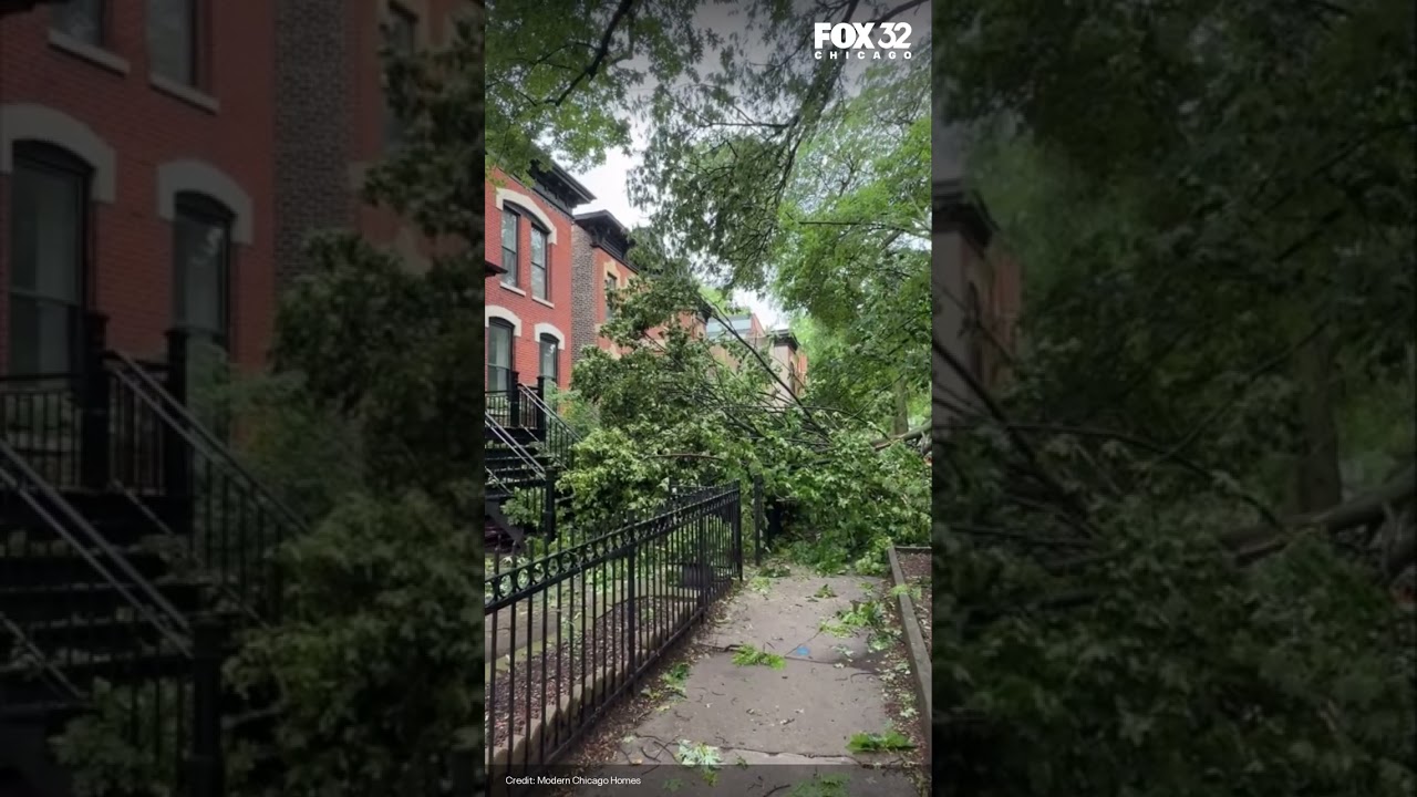 Storm damage in Lincoln Park