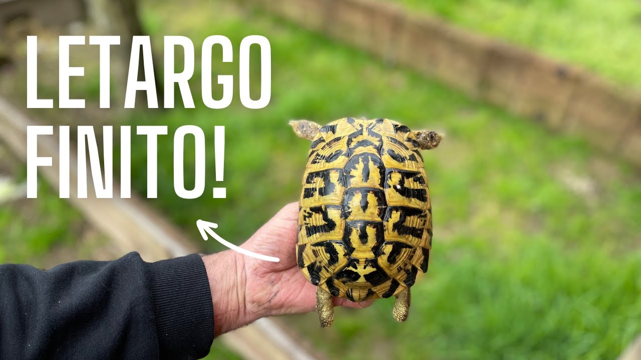 LE TARTARUGHE DI TERRA SI RISVEGLIANO DAL LETARGO! | Undici Giga e TartaItaly