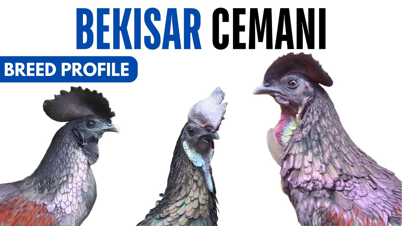 Bekisar Cemani Chicken Breed Profile History Health Issues - Bekisar Cemani Egg Ratio Lifespan