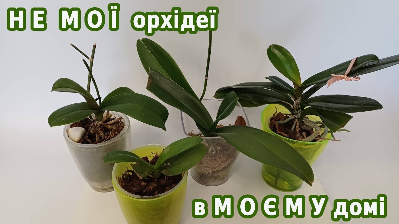Як почувають себе Не мої орхідеї в Моєму домі. Чомусь недобре(((