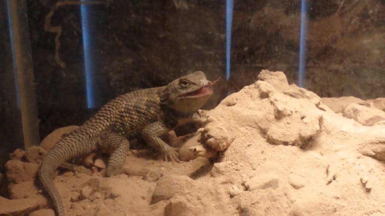 Jane Eats a Cricket!