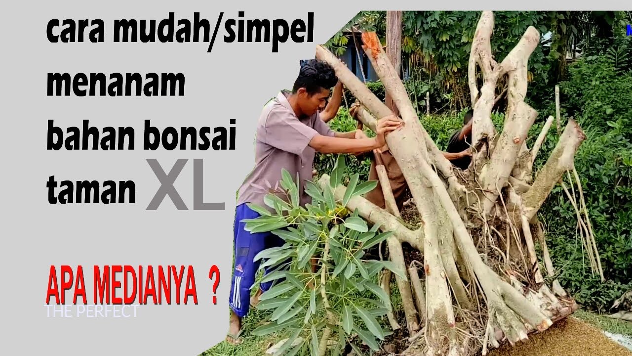 CARA || mudah dan simpel penanaman Bahan Bonsai Taman || bahan iprik Ukuranya lumayan