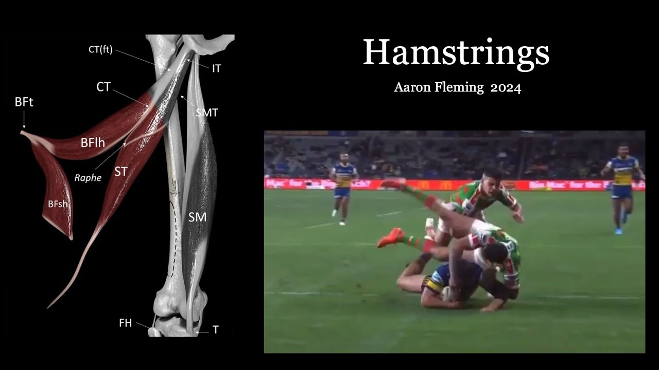 Hamstring Ultrasound