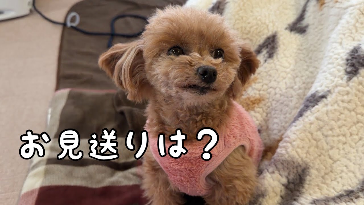 お見送りしようと思ったけど、寒さに負けたララちゃん