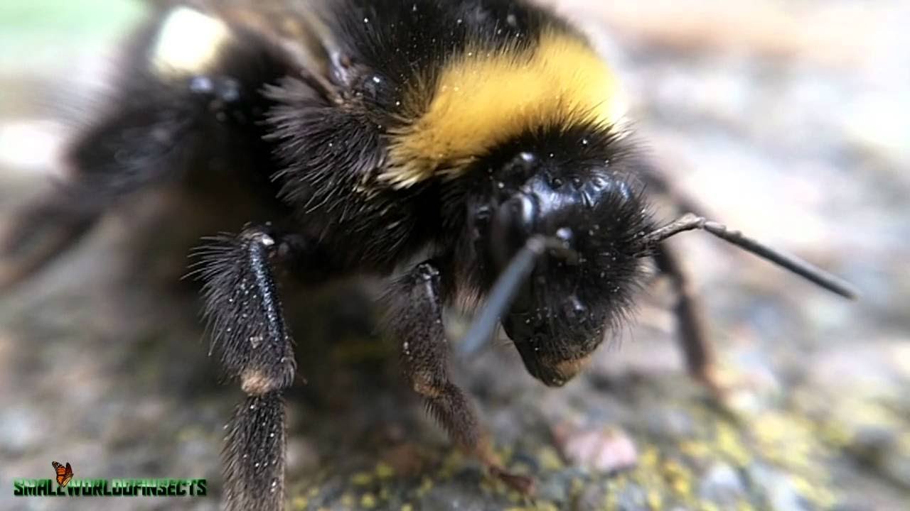 Aprendendo o Voo da Abelha - The Flight Of The Bumblebee - Parte 2