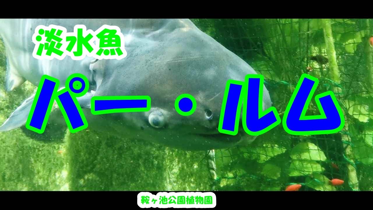 パー・ルム🐟鞍ヶ池公園植物園🐟淡水魚、パールム、パールン、ジャイアント　パンガシウス、メコンオオナマズ