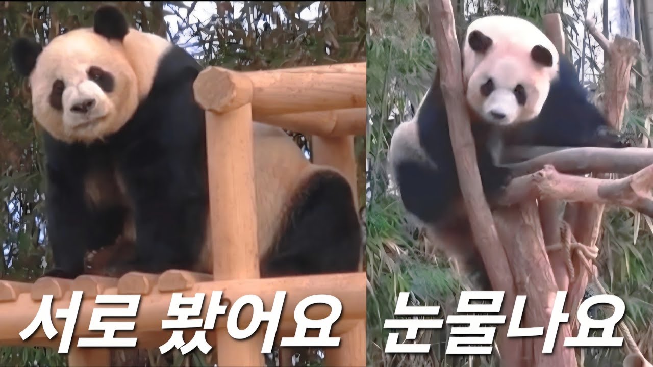 판다월드 2월18일 서로 봤어요 왠지 모르게 눈물나요 