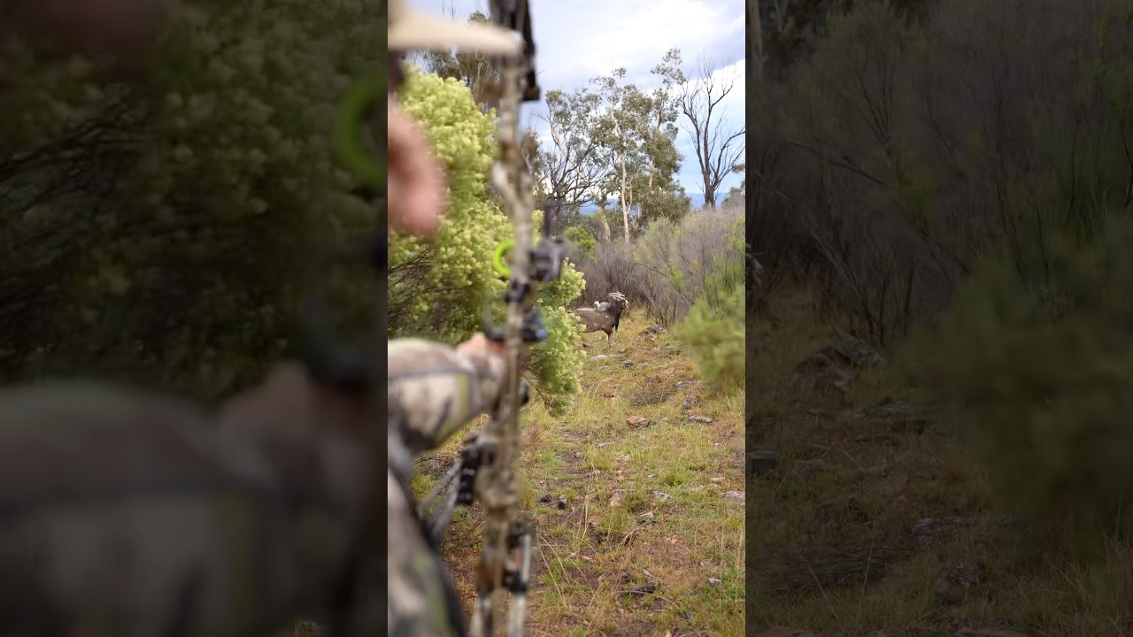 Feral Goat Bowhunt 🫁 Check The Shot Placement (Lungs)!