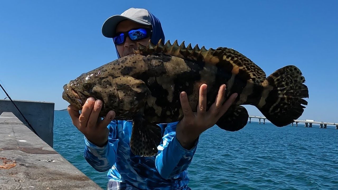 Baby MONSTER Grouper!! Fishing The Skyway Pier