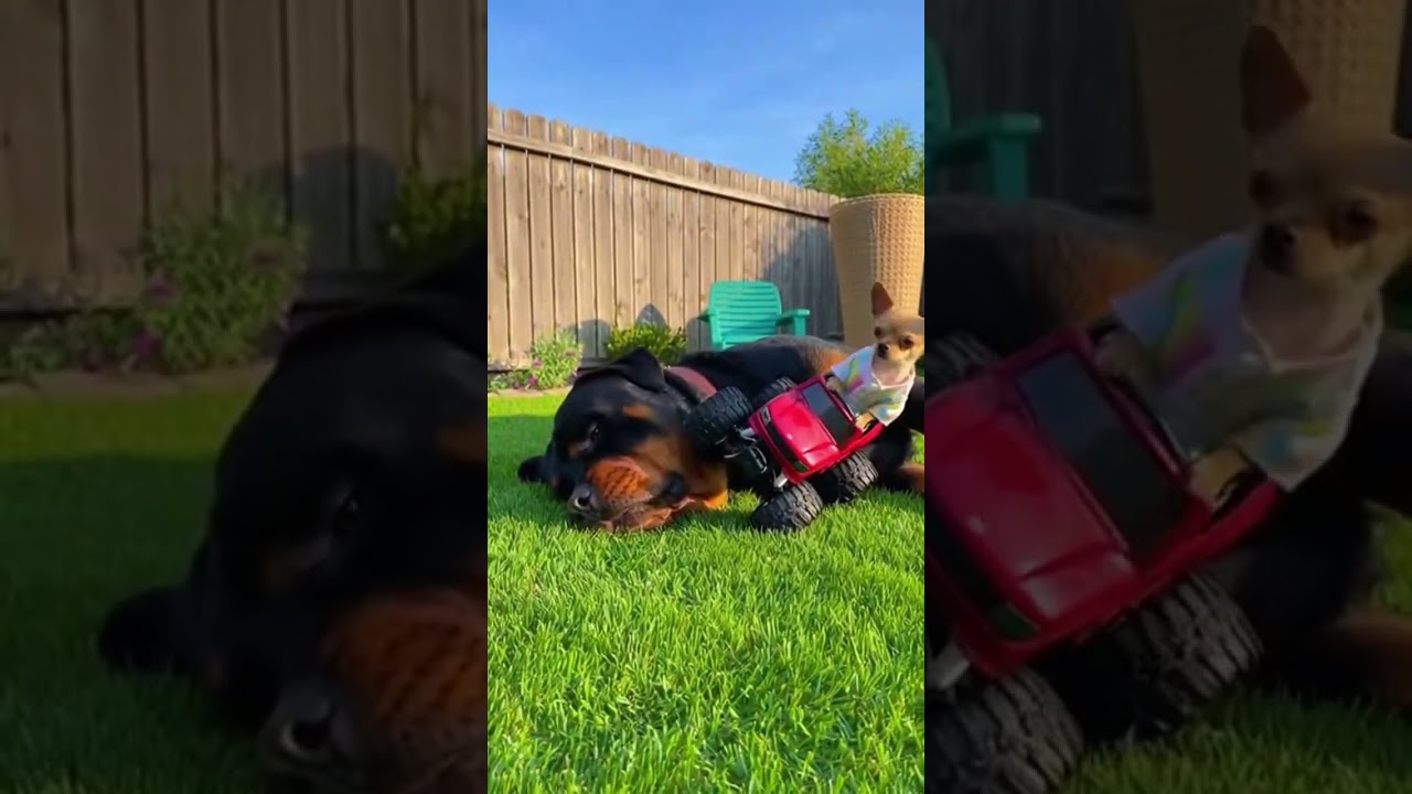 This Chihuahua annoying Rottweiler