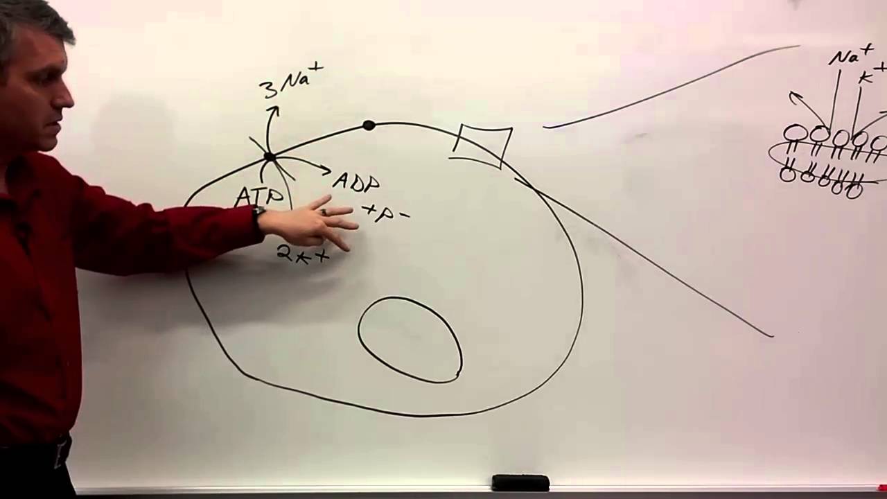 Membrane Potentials for beginners