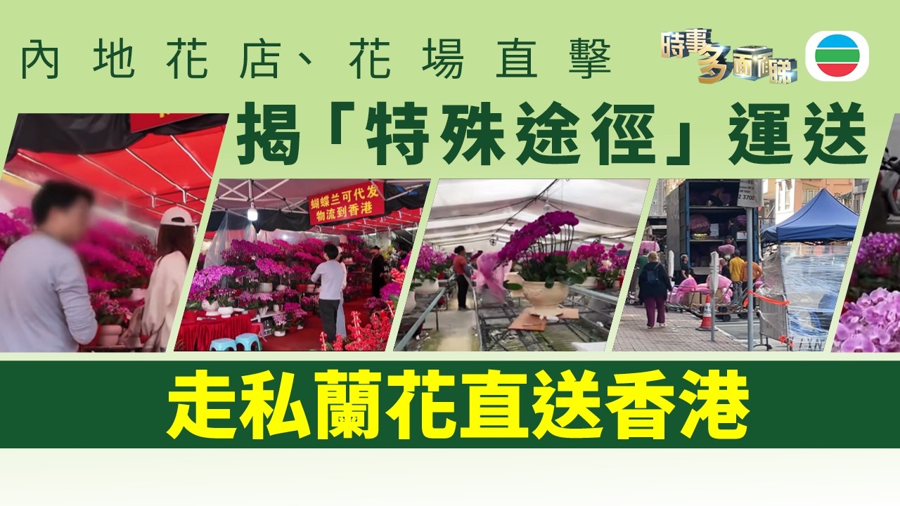 時事多面睇｜內地花店、花場走私蘭花到港　為何可24小時送達？｜2026年2月16日｜TVB News