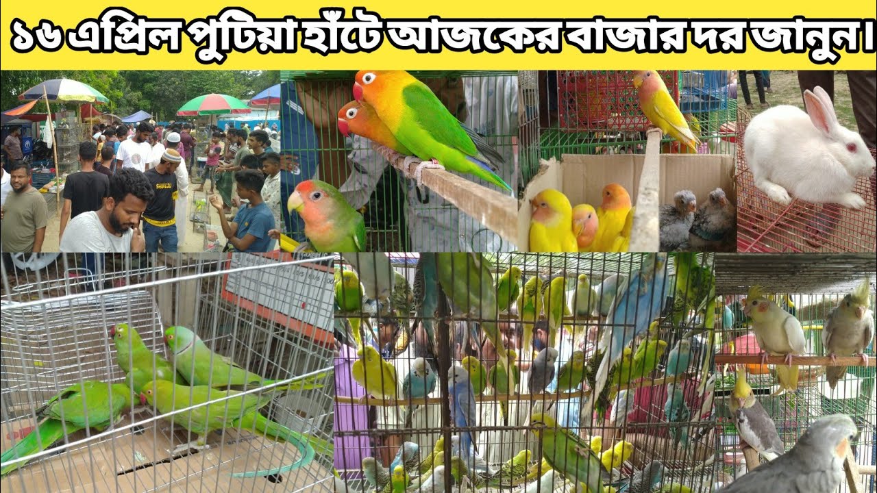 ১৬ এপ্রিল পুটিয়া হাঁটে পাখির। আজকের বাজার দর দাম জানুন।| Putia Bazaar Bird Market, New Video 2022