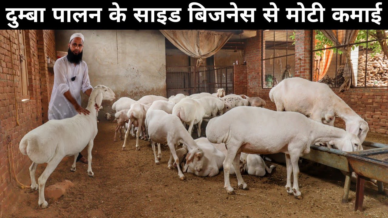 Dumba Palan | कम खर्च में पलता है दुम्बा | Dumba Farming | Fat Tailed Sheep