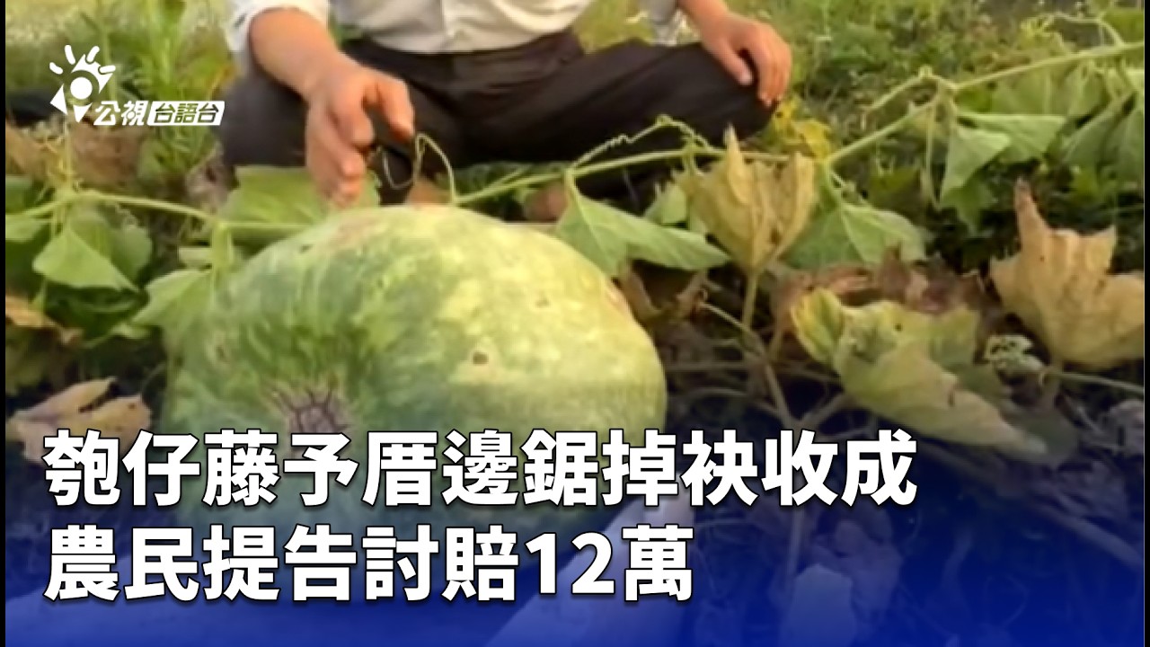 匏仔藤予厝邊鋸掉袂收成 農民提告討賠12萬 | 公視台語台 | 20260226