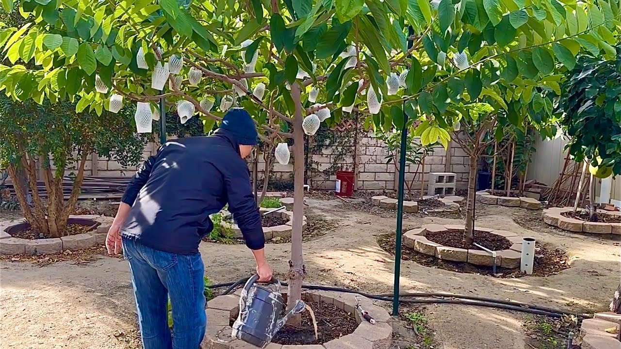 Bón Phân Cho Cây Mãng Cầu Và Cây Ăn Trái Vào Tháng 11 | Fertilize Atemoya And Fruit Trees In Fall