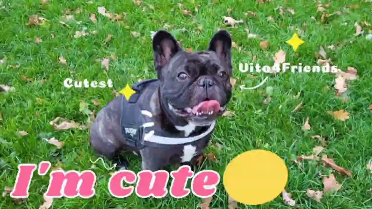 Pielęgnacja Buldoga Krok 1 wyczesywanie⭐️Najlepsza szczotka ever⭐️