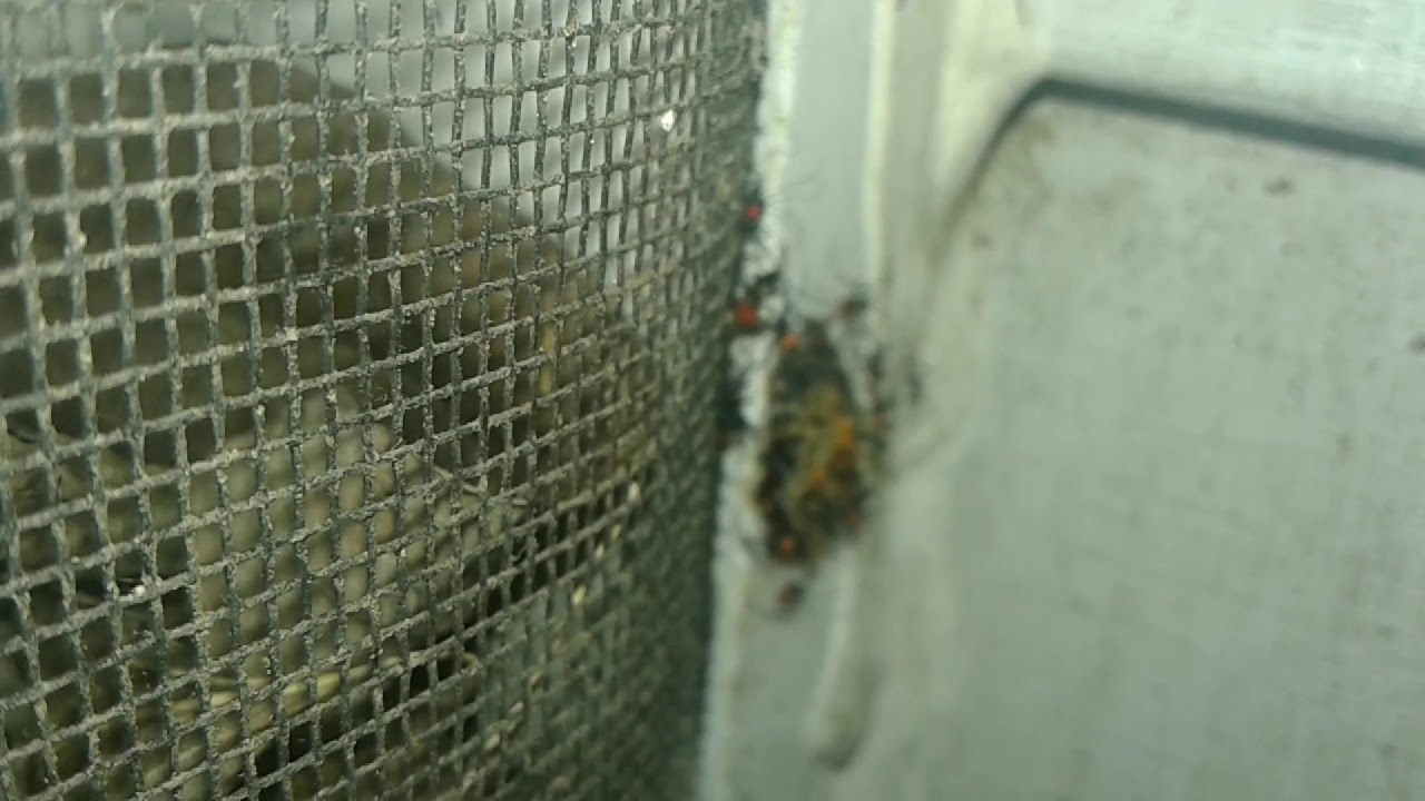 THE ASSASSIN BUG AKA WHEEL BUG HATCHLING PARTY IN NASHVILLE