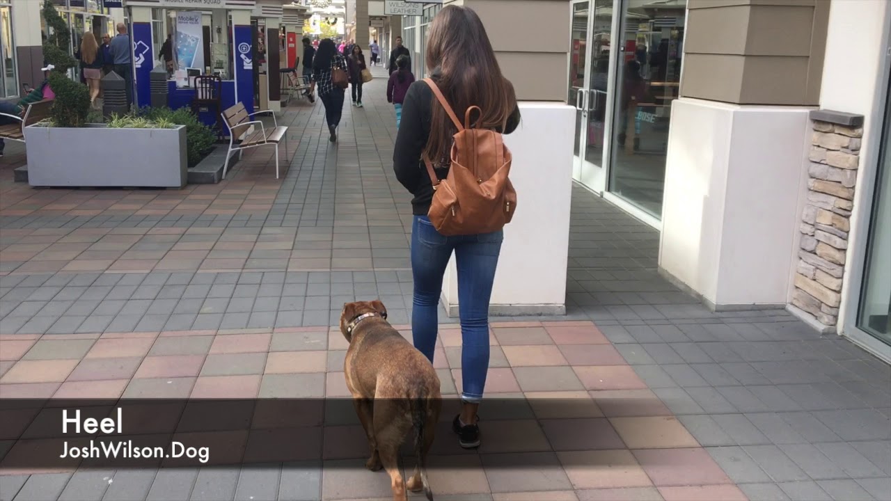 American Bulldog/ Rottweiler Mix 