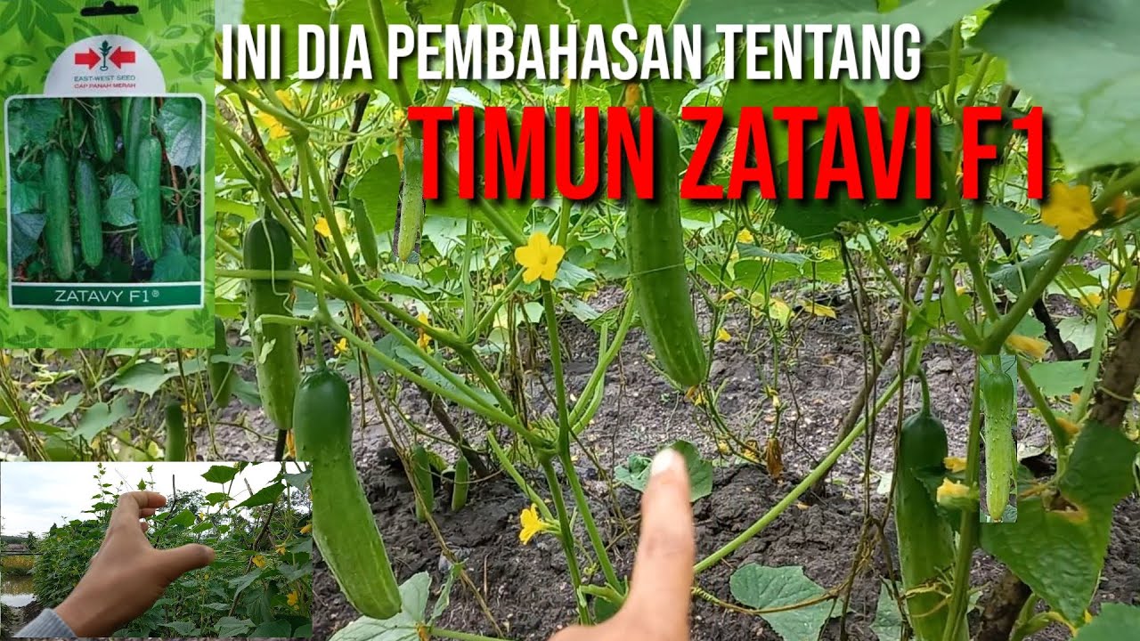 Tentang timun zatavy f1 cap panah merah