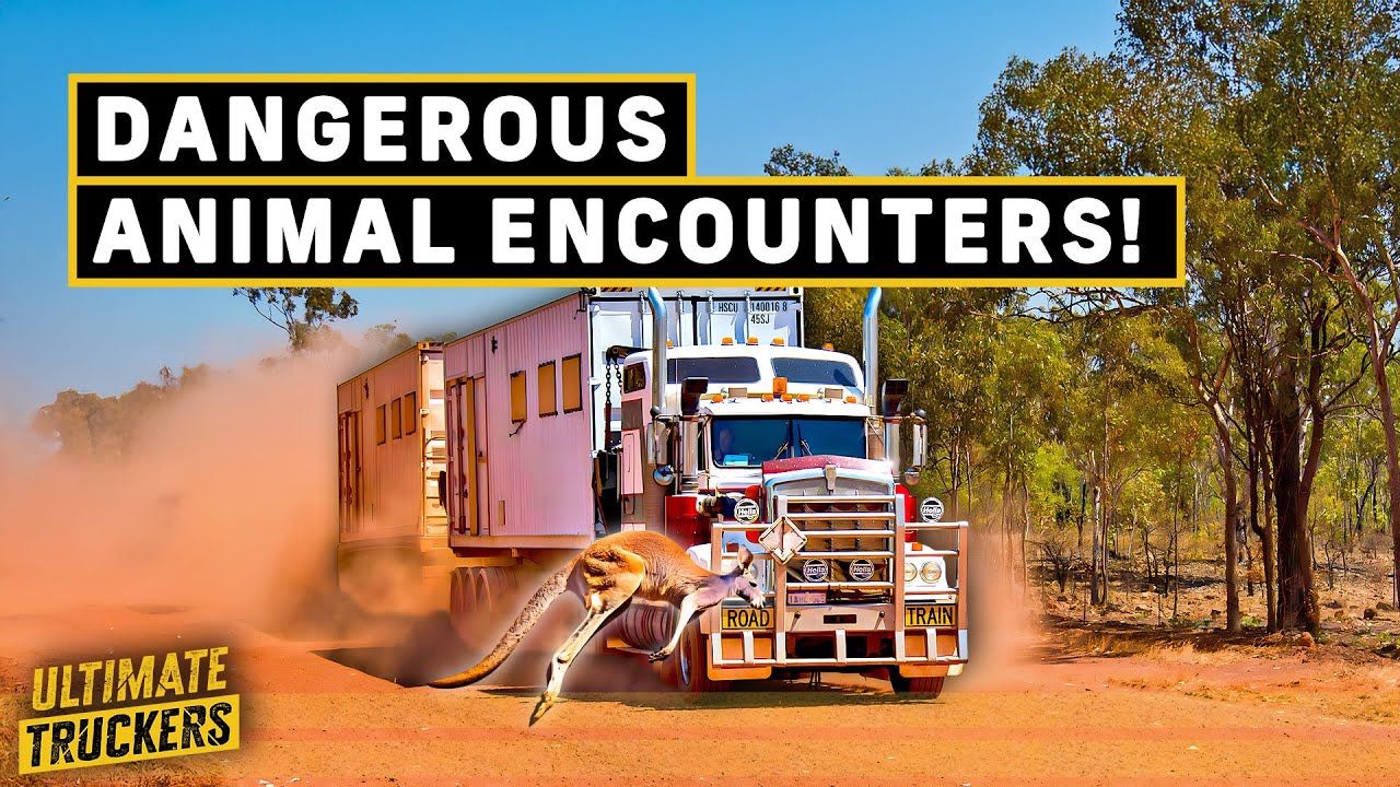 Deadly Animal Encounters: Outback Truckers Face Off with Aussie Wildlife!