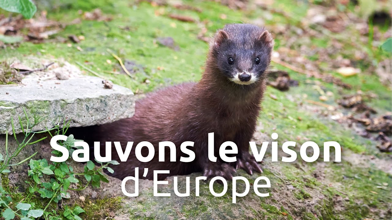 Save the European Mink - Salamander TV Trailer