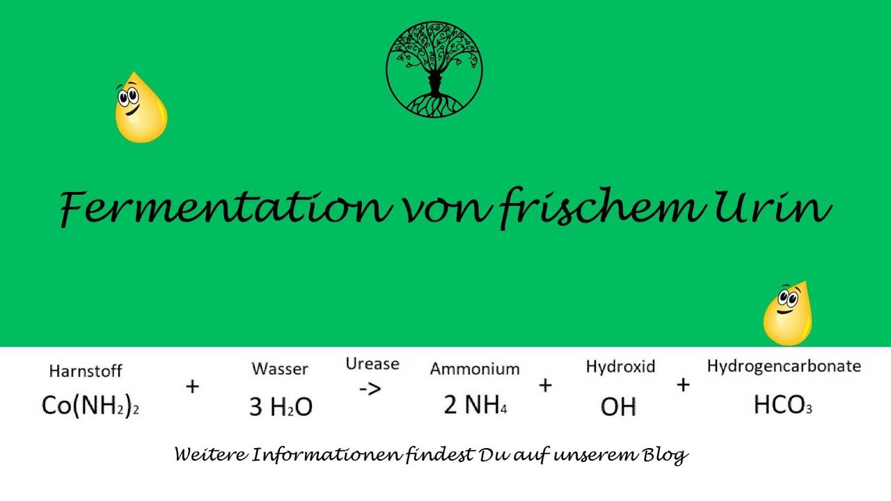 Das Fermentieren von Urin - Trenntoilette