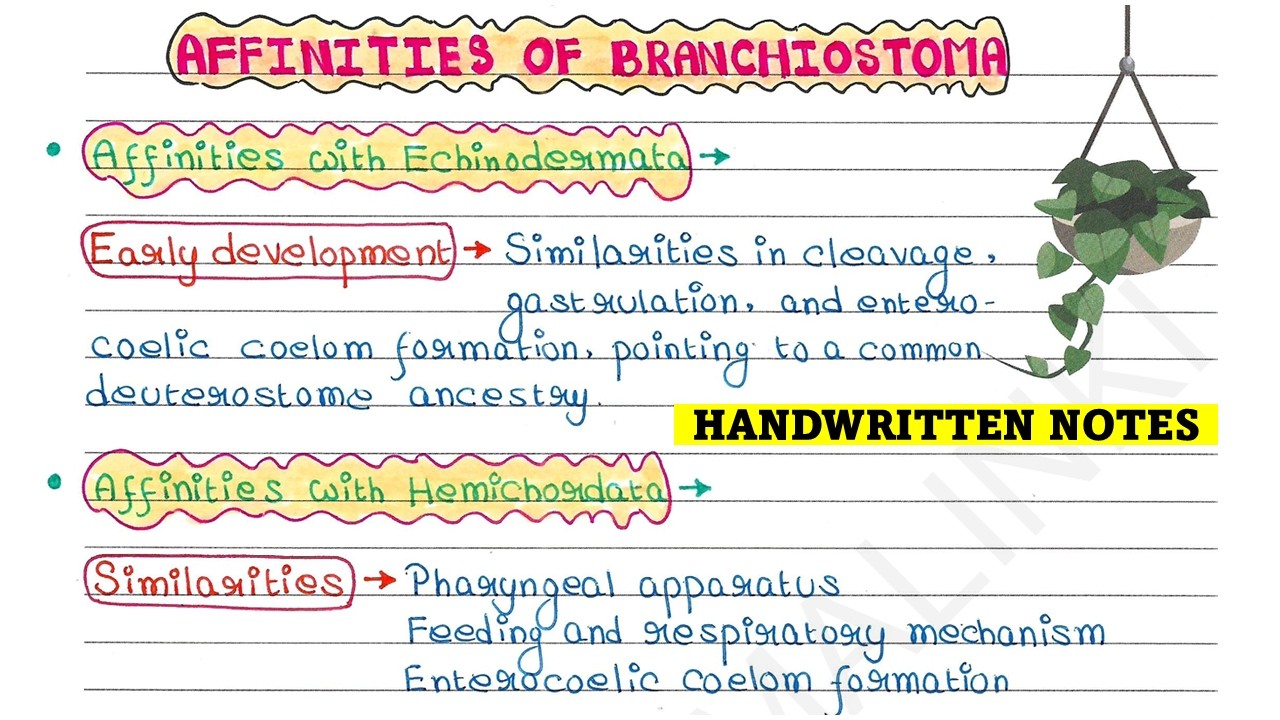 Affinities of Branchiostoma