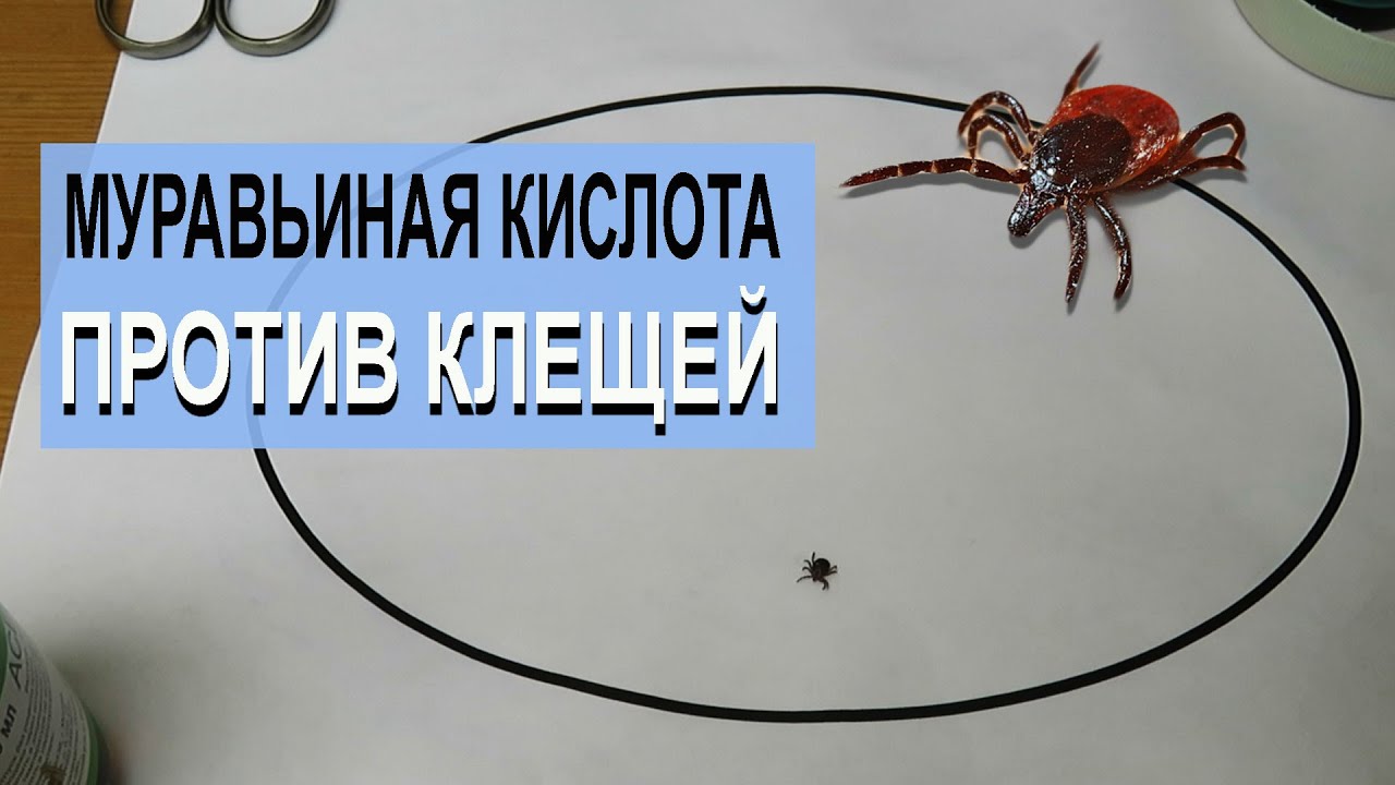 Муравьиная кислота против клещей | Тест народного средства от паразитов