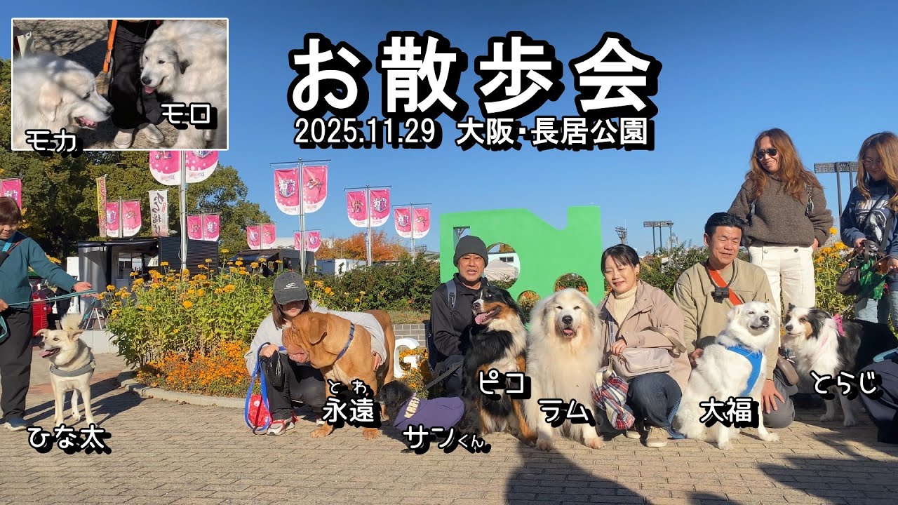 【ラム＆ピコ】3年ぶりに大阪でお散歩会しました【長居公園】