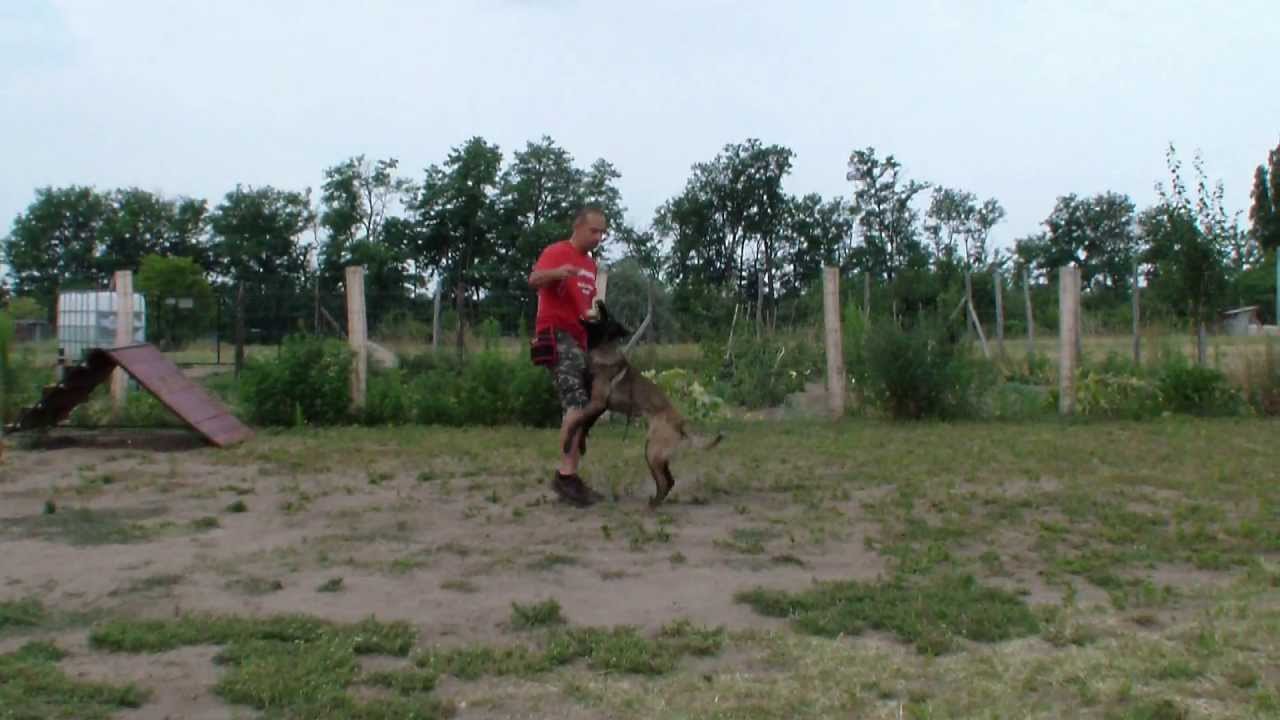 Malinois kiképzés
