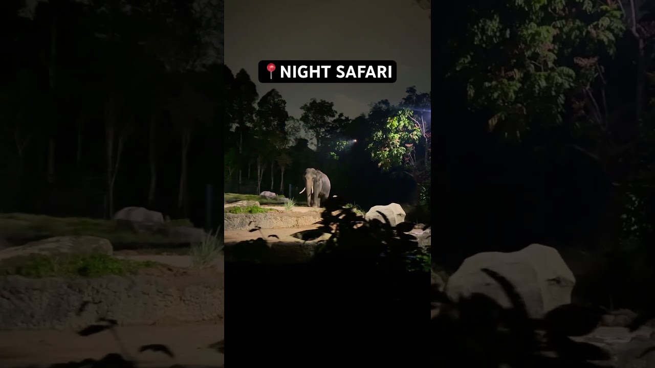 📍Singapore #nightsafari #singapore #singaporezoo #elephant #elephants -#exploroff