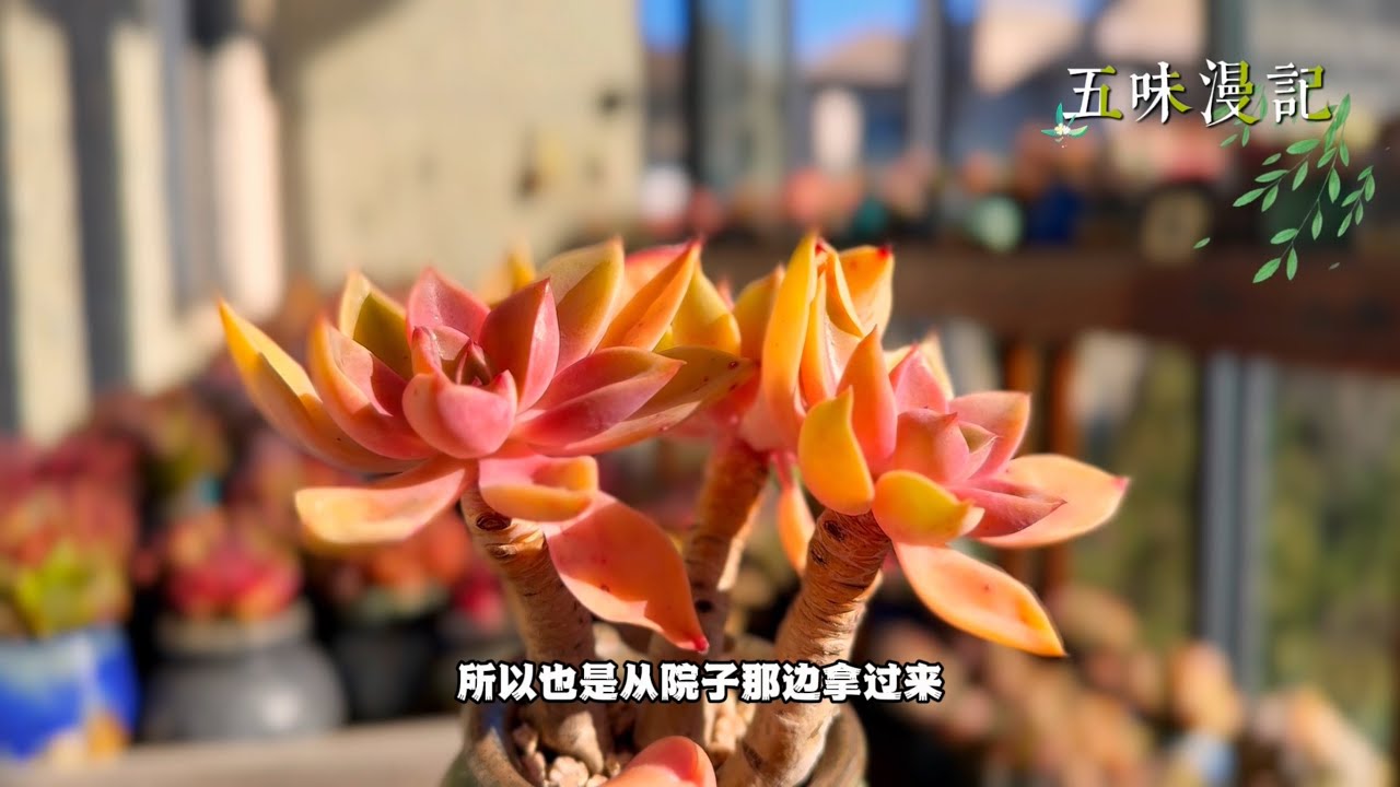 南院过冬的多肉光照时间长，有些状态非常好，我拿到阳光房逐一拍摄欣赏…｜多肉植物