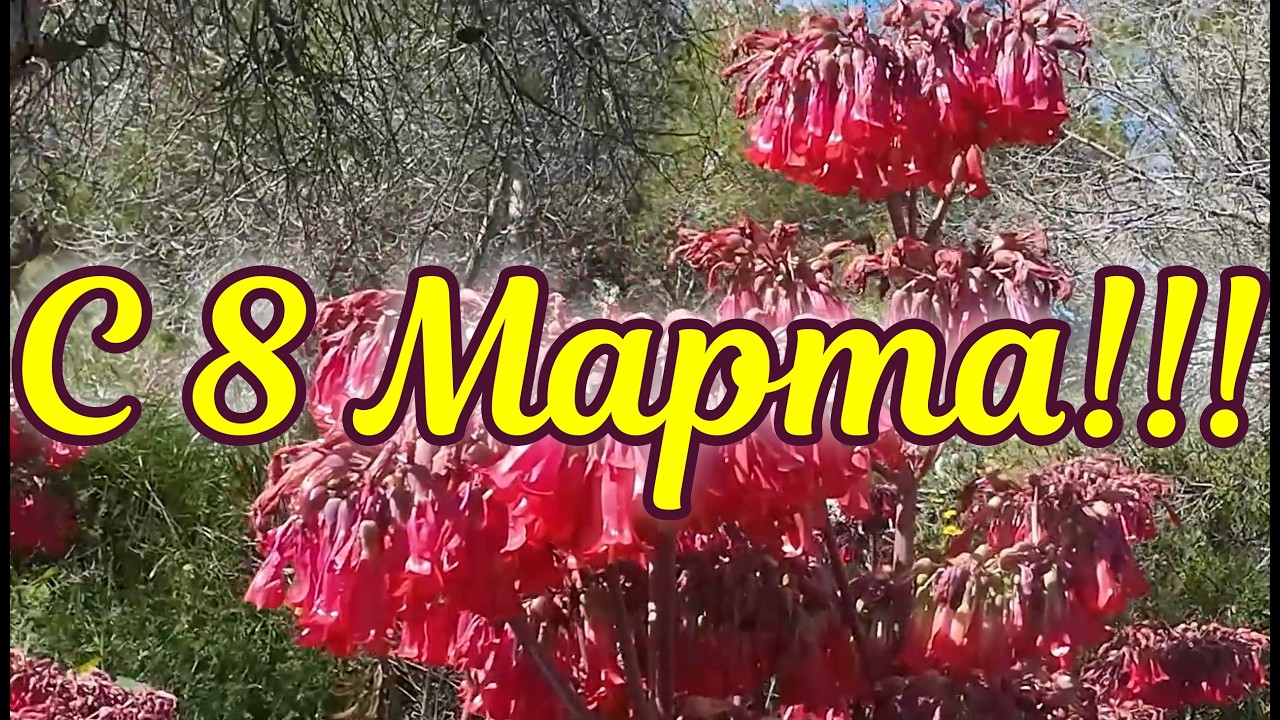 Dear! Beloved Women! Happy March 8th to you!!!