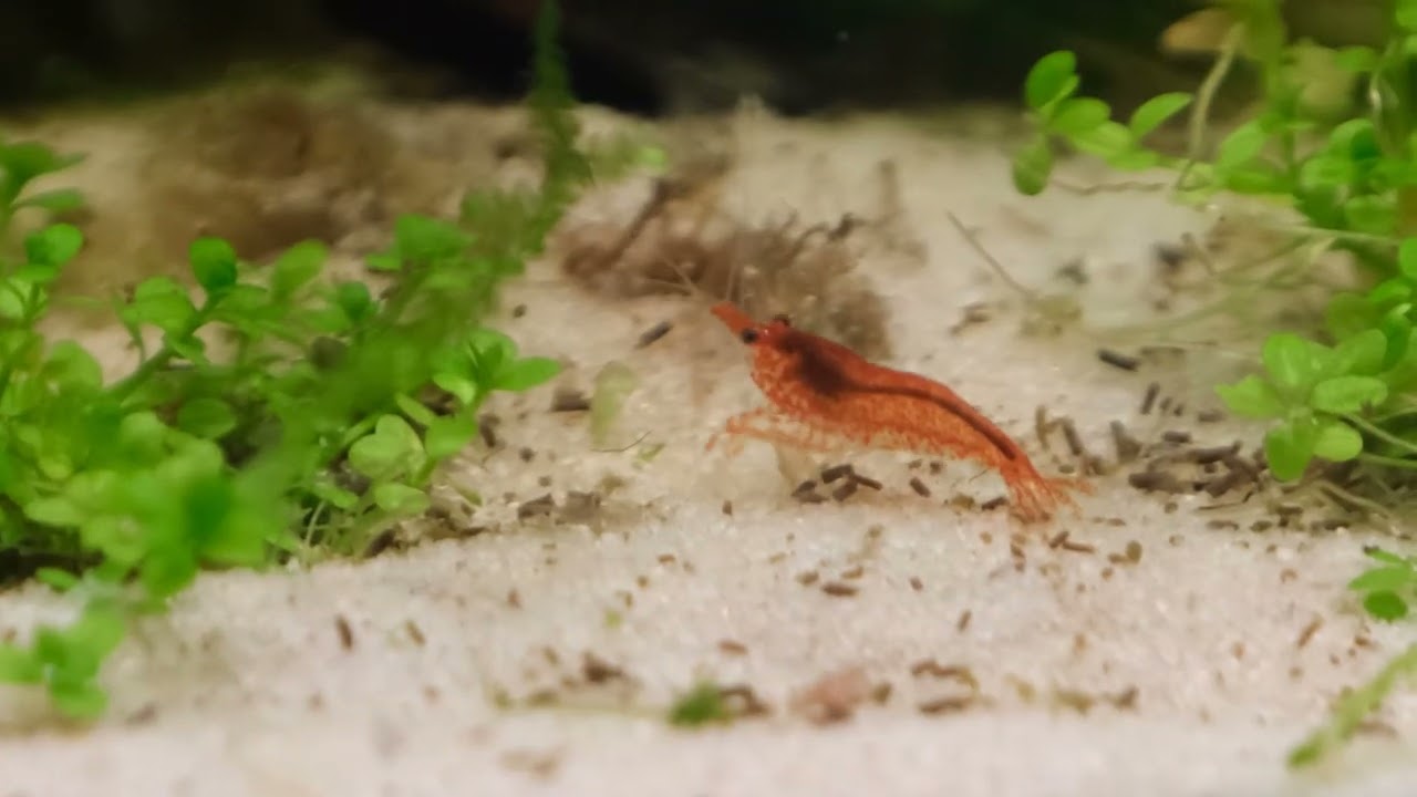 Purple Mystery snail, Otocinclus, Sakura Red cherry shrimp 