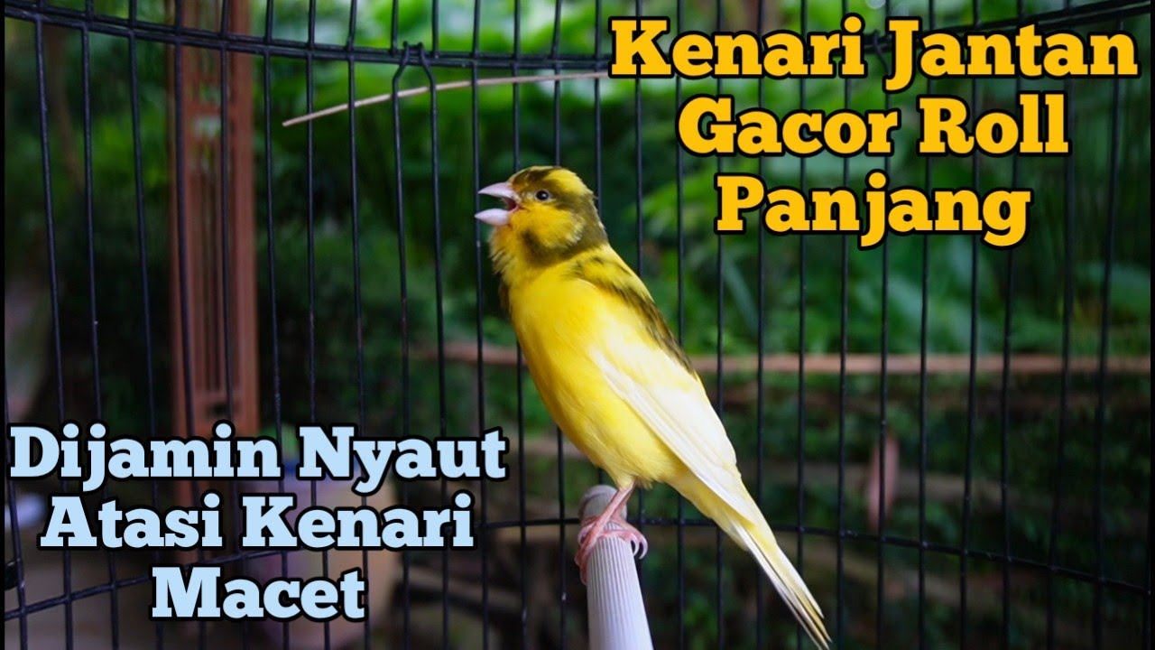 Kenari Jantan Gacor Panjang Cuit Cuit Emosi, Pancingan Kenari Paud Belajar Bunyi,terapi ampuh kenari