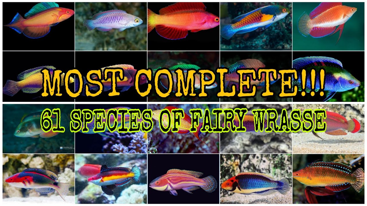 MOST COMPLETE!!! 61 SPECIES OF FAIRY WRASSE (CIRRHILABRUS)