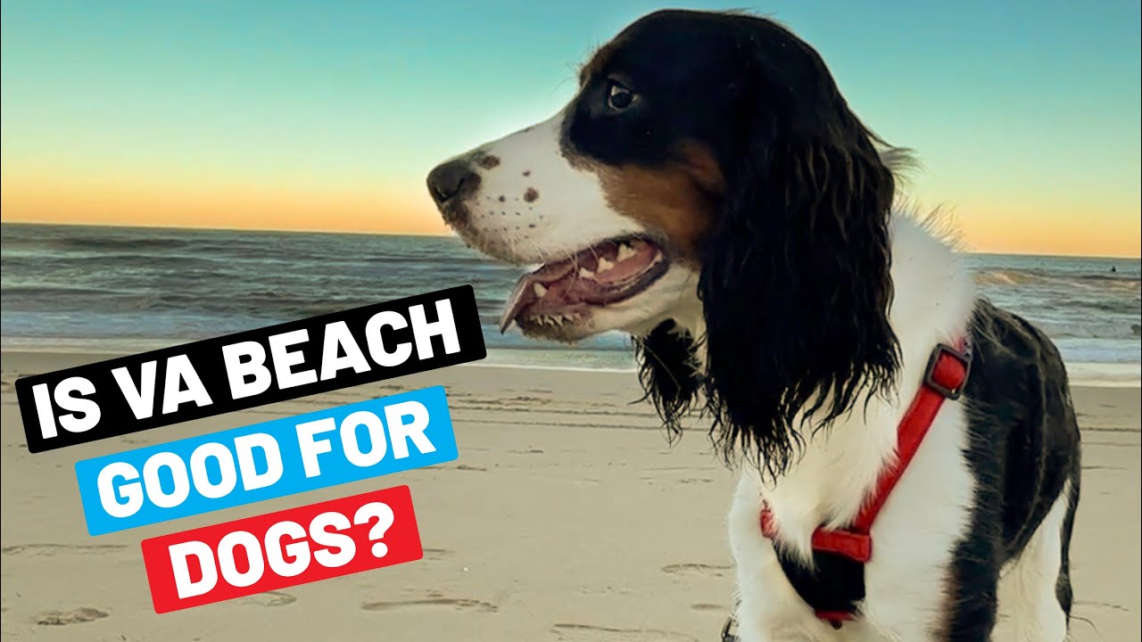 Dog Friendly Review Of Virginia Beach (Can I Take My Dog To VA Beach?)