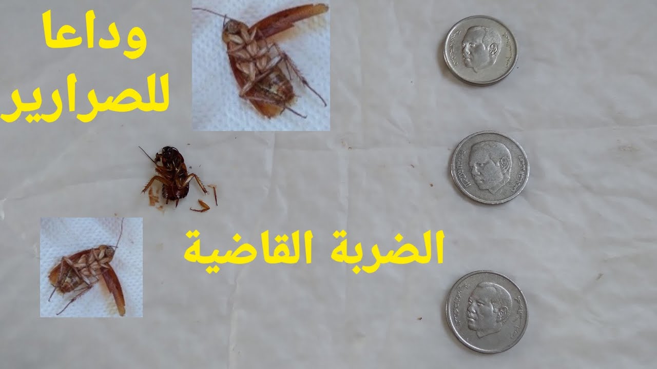 ب3 دراهم فقط غتهناي من سراق الزيت للأبد...أقوى خلطة للقضاء عليه مجربة وغترحميني عليها ...