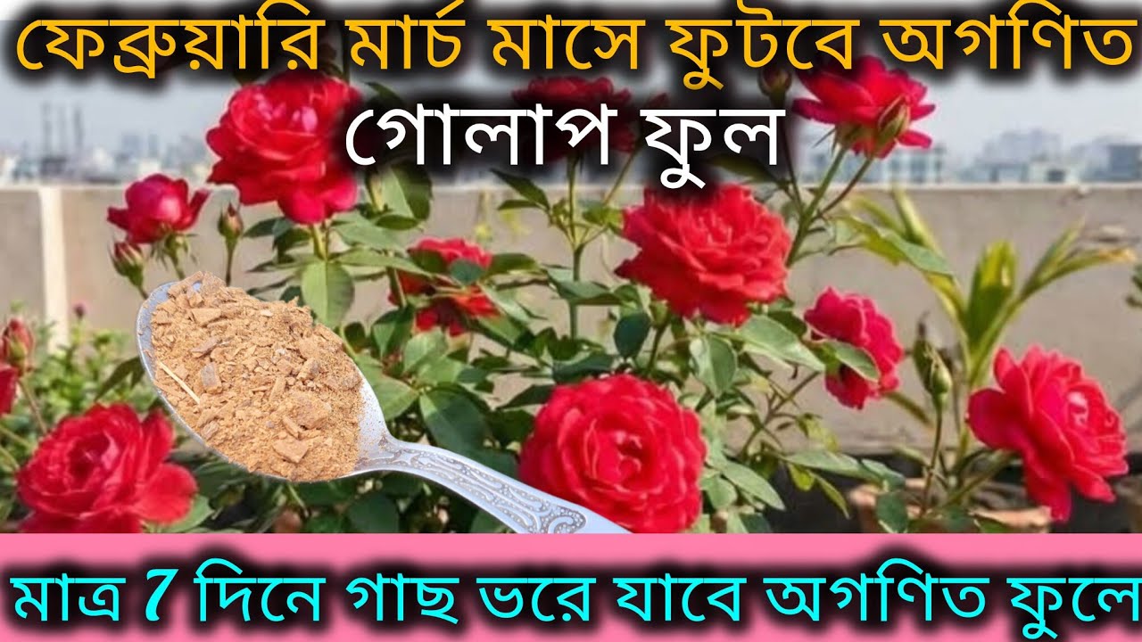 ফেব্রুয়ারি মার্চ মাসে ফুটবে অগণিত গোলাপ ফুল/Rose plant care tips/Organic fertilizer for rose plant. 