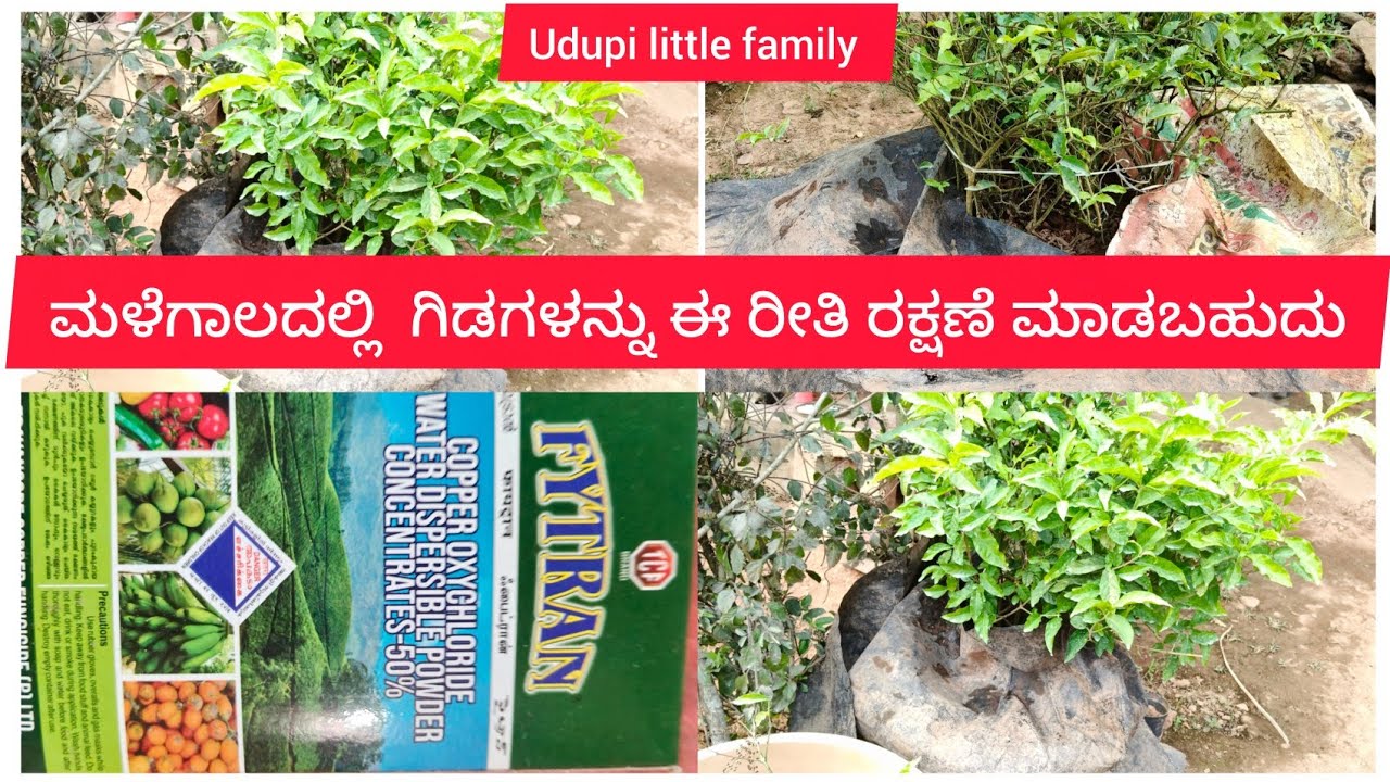 ಮಳೆಗಾಲದಲ್ಲಿ ಮಲ್ಲಿಗೆ ಗಿಡಗಳನ್ನು ಈ ರೀತಿ ರಕ್ಷಣೆ ಮಾಡಬಹುದು