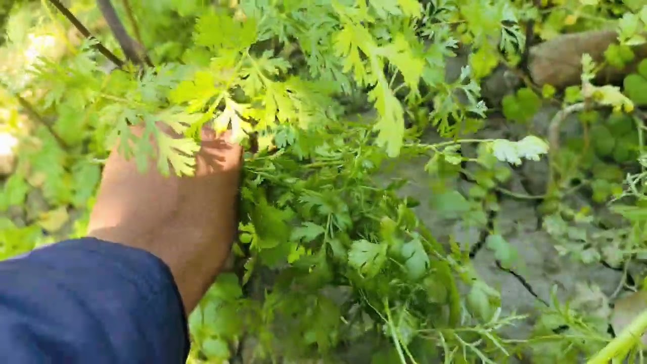 Harvesting time 🌱 flowering hone k bad v dhniya patti ki harvesting le♥️