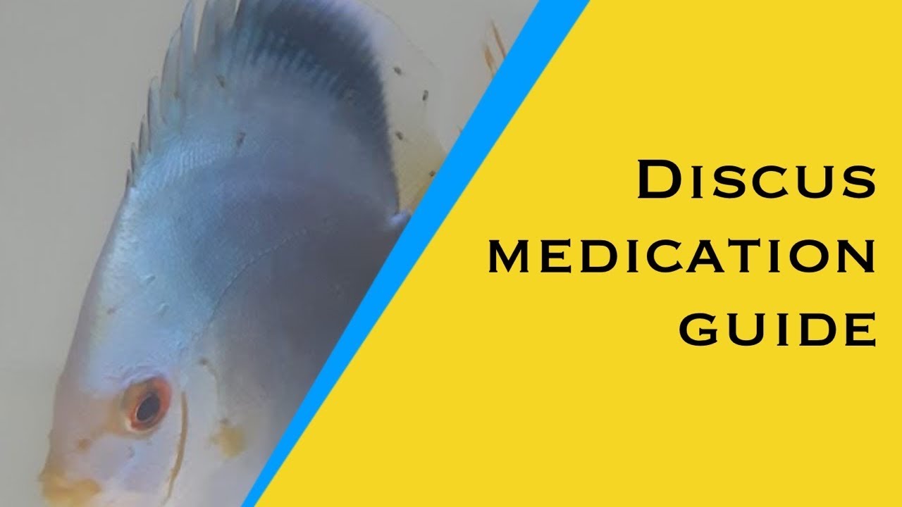 How to select the right medicines for sick Discus fish.