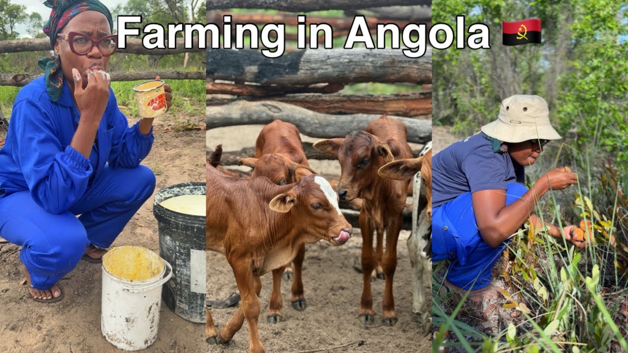 Farming in Angola as a Namibian | A day at the Cattle Post | Challenges with Angola Police |